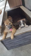 3 Puppies - Mixed Breed Dog