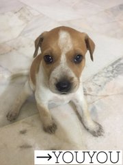 Youyou - Mixed Breed Dog