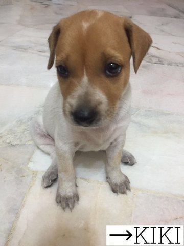 Kiki - Mixed Breed Dog