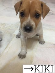 Kiki - Mixed Breed Dog