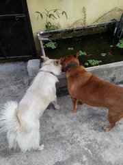 Ah Wong And Mimi - Mixed Breed Dog