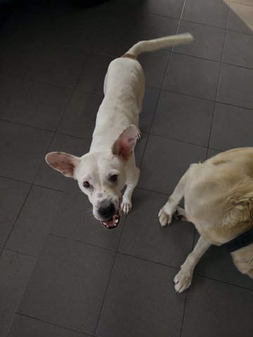 Chester &amp; Speckles - Mixed Breed Dog