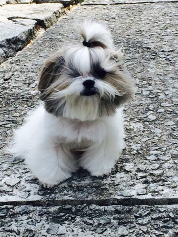 Sweetie - Shih Tzu Dog