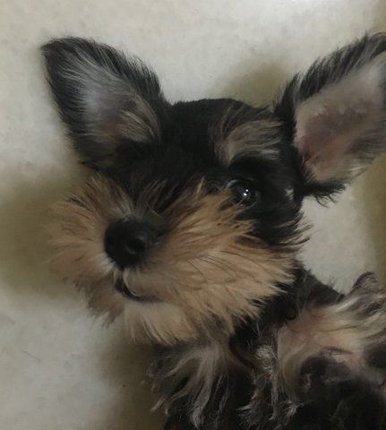 Maple - Schnauzer Dog