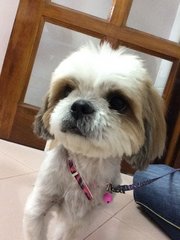 Lucky - Shih Tzu Dog