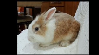 Papai - Dwarf Rabbit