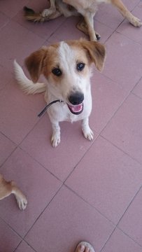 Yuan Yuan - Mixed Breed Dog