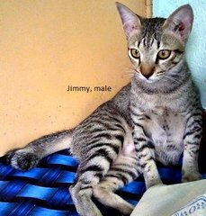 Jimmy - Tabby Cat