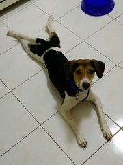 Asher - Beagle Mix Dog