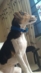 Asher - Beagle Mix Dog