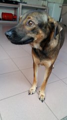 PF75300 - Mixed Breed Dog