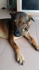 PF75300 - Mixed Breed Dog