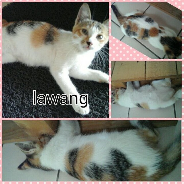 Lawang - Domestic Medium Hair Cat