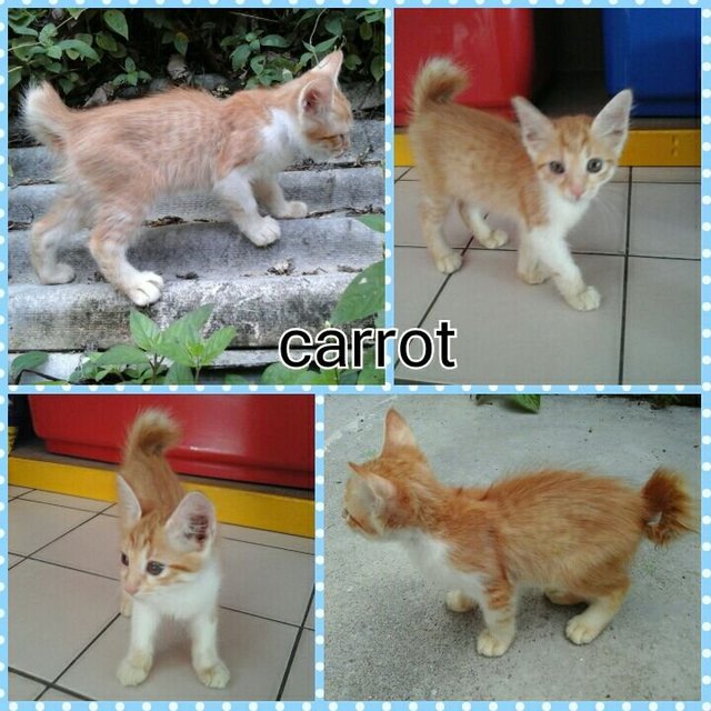 Carrot - Domestic Long Hair Cat