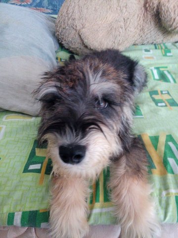 Sunny - Schnauzer + Poodle Dog