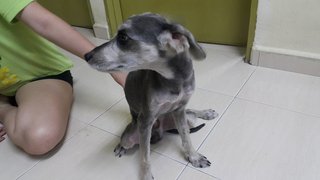 Sunny - Schnauzer + Poodle Dog