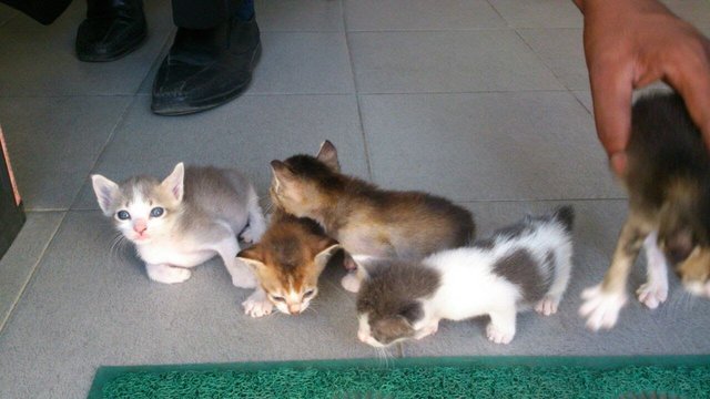 Lovely Kitten - Domestic Medium Hair Cat