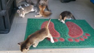 Lovely Kitten - Domestic Medium Hair Cat