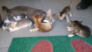Lovely Kitten - Domestic Medium Hair Cat