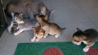 Lovely Kitten - Domestic Medium Hair Cat