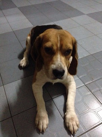 Jack - Beagle Dog