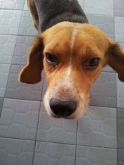 Jack - Beagle Dog