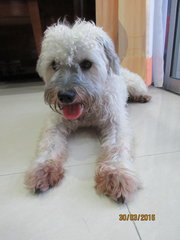 Ninja - Poodle + Schnauzer Dog