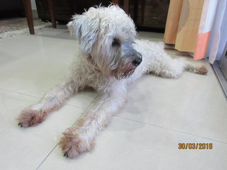 Ninja - Poodle + Schnauzer Dog