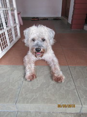 Ninja - Poodle + Schnauzer Dog