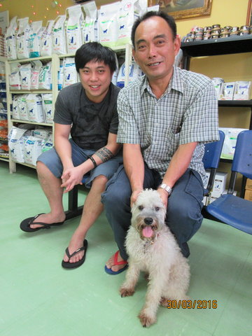 Ninja - Poodle + Schnauzer Dog