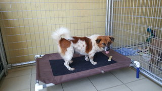 Buster - Mixed Breed Dog