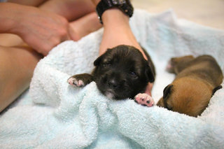 Rescued Puppies - Mixed Breed Dog