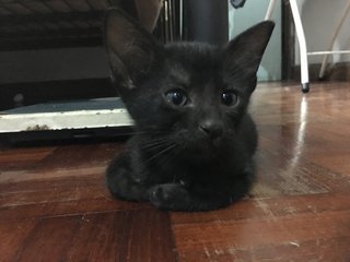 Inky - Domestic Short Hair Cat