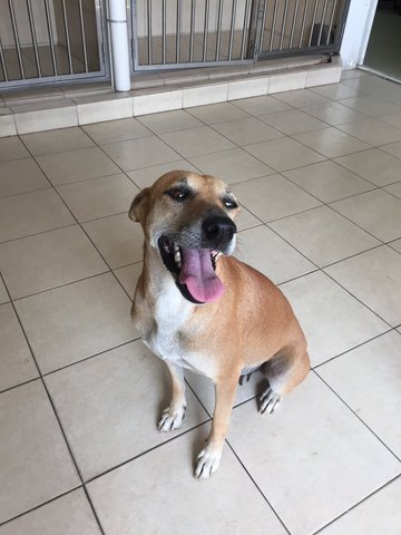 Lucy - Mixed Breed Dog