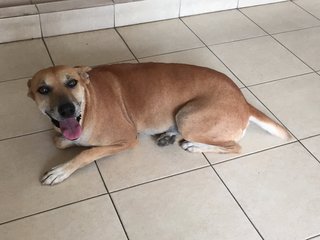 Lucy - Mixed Breed Dog