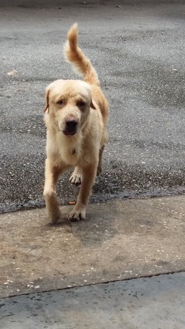 PF75369 - Golden Retriever Dog