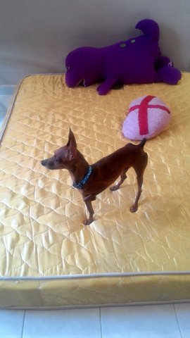 Abc - Miniature Pinscher Dog