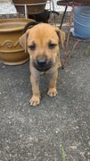 Beagle Mix Pups - Mixed Breed Dog