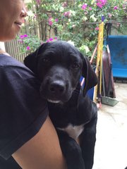 Beagle Mix Pups - Mixed Breed Dog