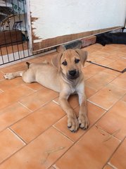 Beagle Mix Pups - Mixed Breed Dog