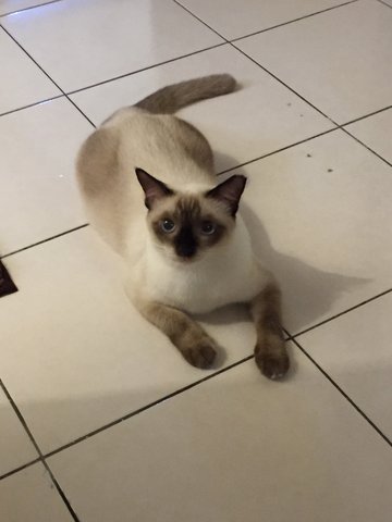 Sassy - Domestic Short Hair + Siamese Cat