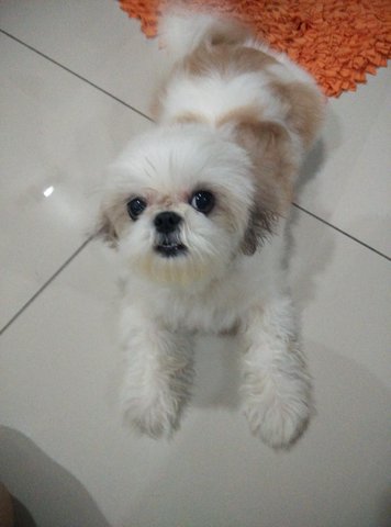 Emma - Shih Tzu Dog