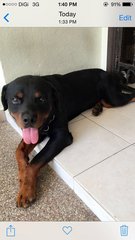 Danken - Rottweiler Dog