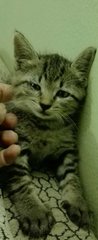 Baby Babie  - Tabby Cat