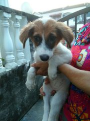 Oreo And The Bunch - Mixed Breed Dog