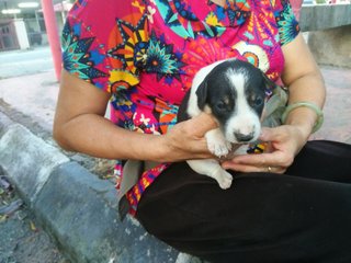 Oreo And The Bunch - Mixed Breed Dog