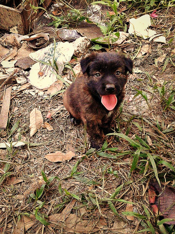 Sentosa Klang Pups - Mixed Breed Dog