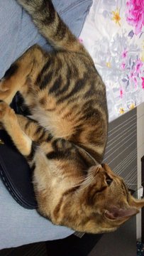 Simba - Bengal + Domestic Long Hair Cat