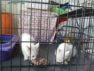 White Kittens - Domestic Medium Hair Cat