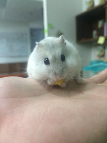 Winter Pearl For Adoptions - Short Dwarf Hamster Hamster